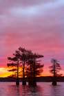 Bald cypress trees silhouetted at sunrise in southern swamp, Caddo Lake, Texas. Art Print